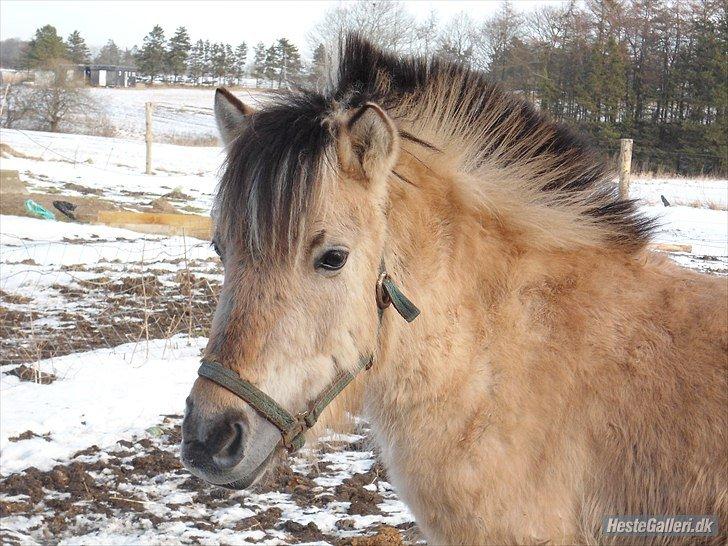 Vores heste - Race: Fjordhest 
Højde: 134 cm
Køn: Hingst
M:   Bailey. 
F: Ågerupgårds Pascal. billede 15