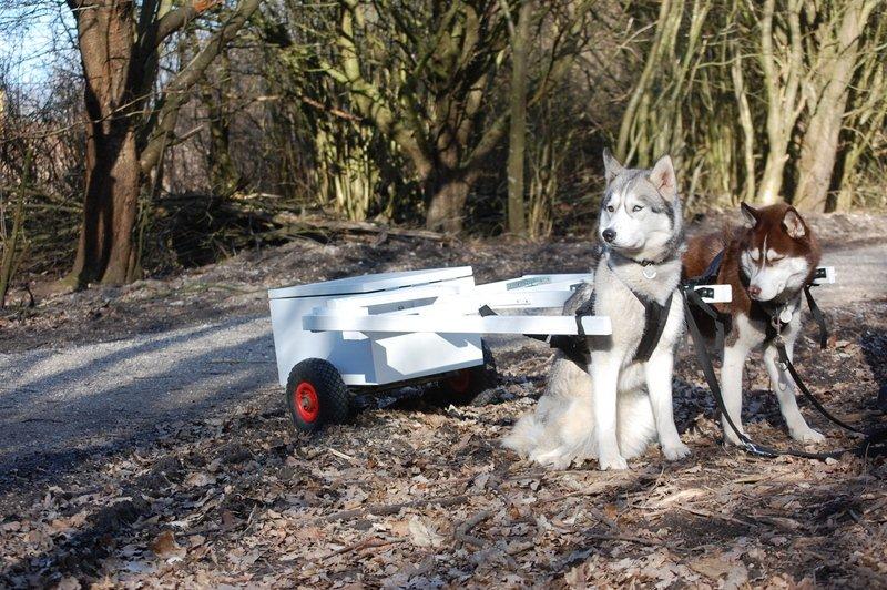 Hunde trækvogn - Hvis de stikker af, så løber de i det mindste i den samme retning. billede 1