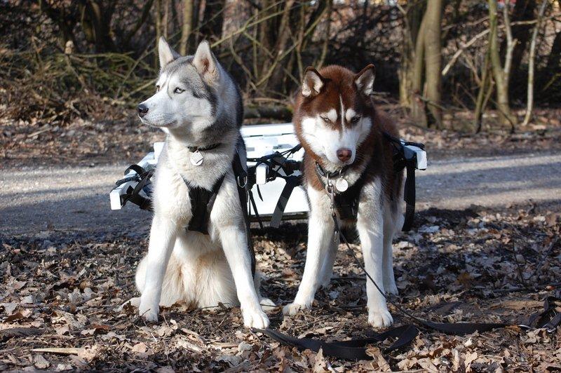 Hunde trækvogn - Et par sure mokker der ikke gider vente her længere. billede 12