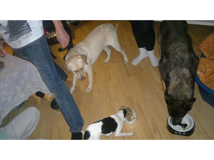Hunde Fødselsdag <3 zar og luna!! billede 0