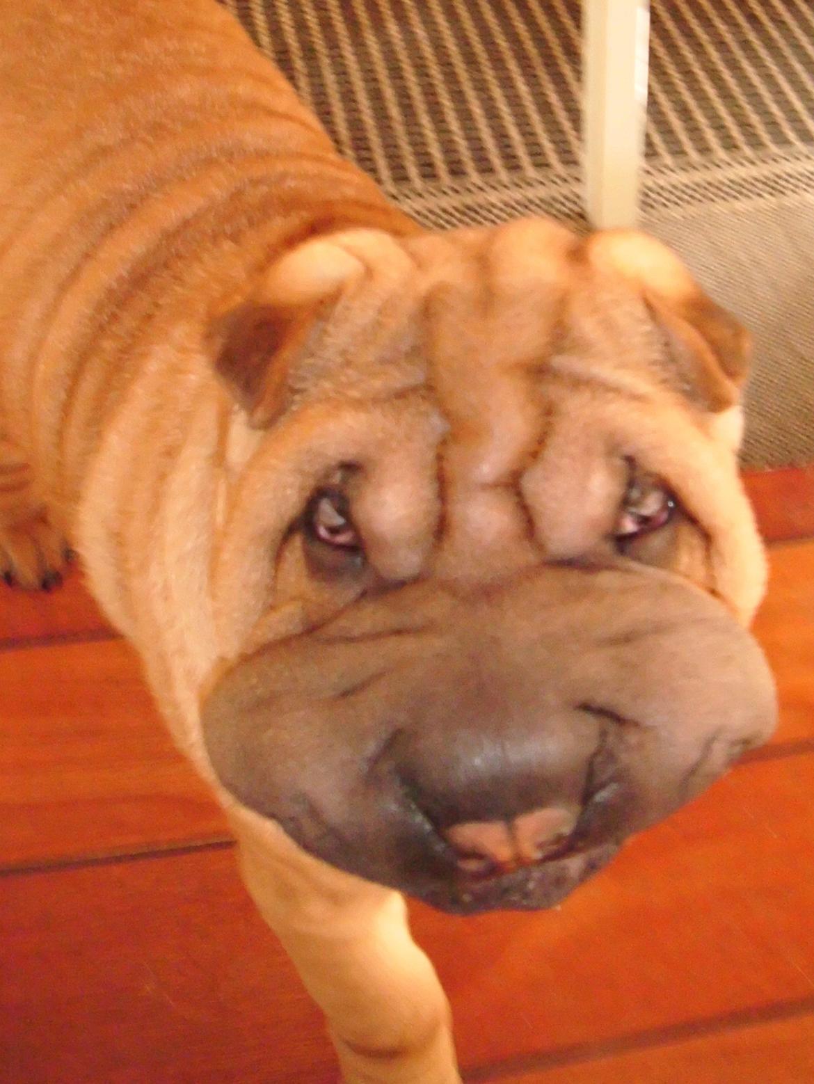 Nemo - The hammerhead shar(K) Pei ;o))  billede 1