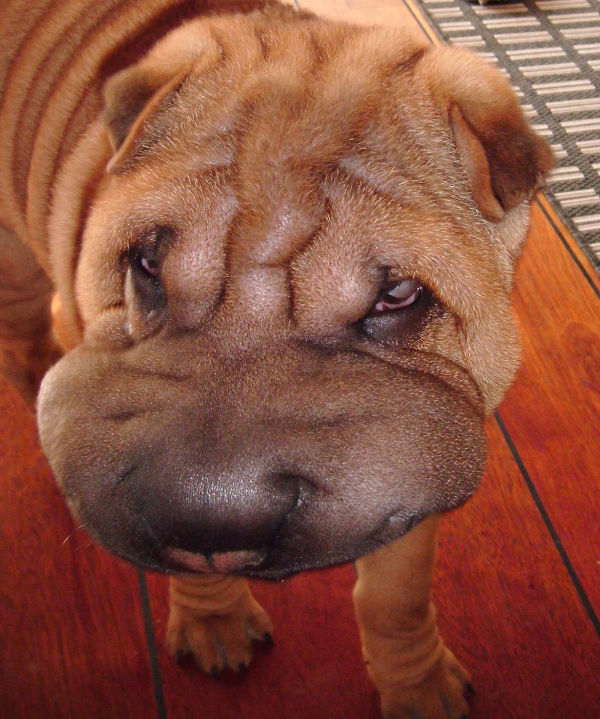 Nemo - The hammerhead shar(K) Pei ;o))  billede 2