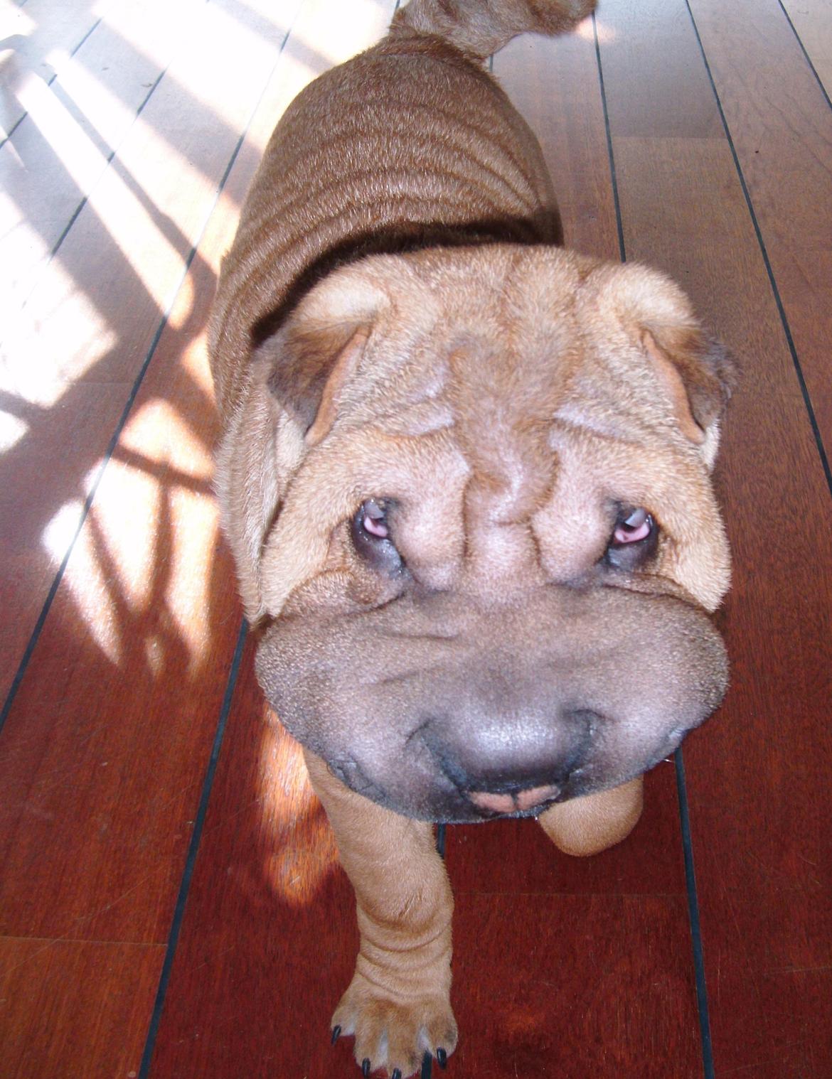 Nemo - The hammerhead shar(K) Pei ;o))  billede 3