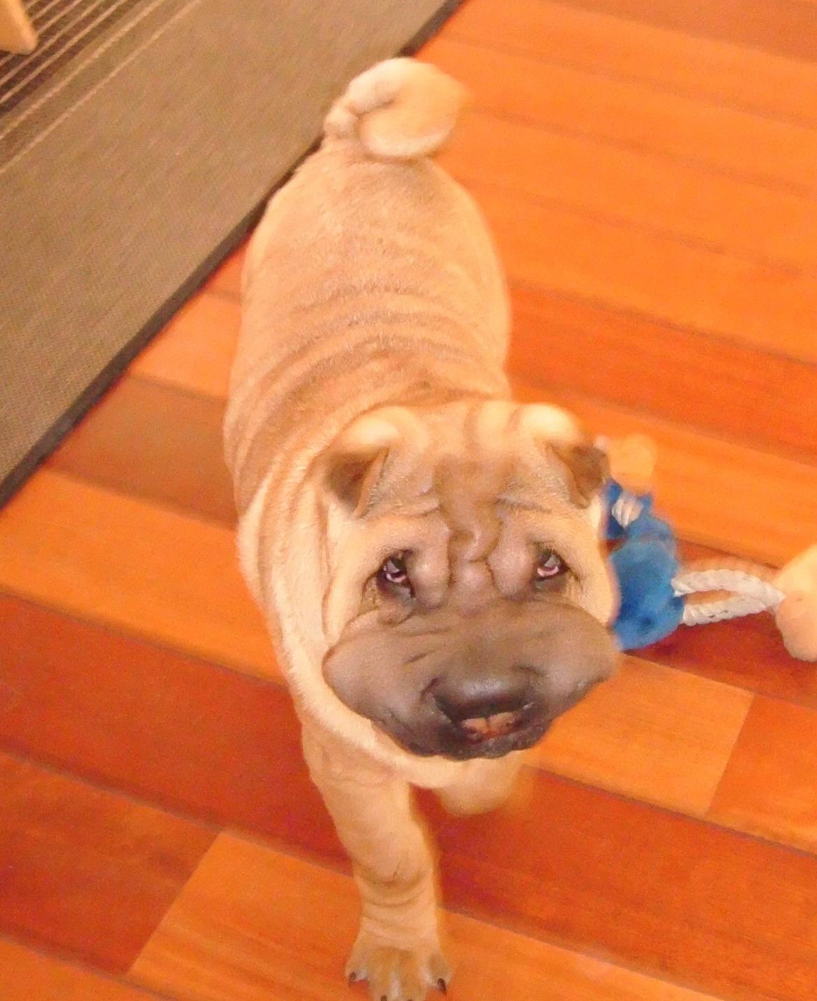 Nemo - The hammerhead shar(K) Pei ;o))  billede 4