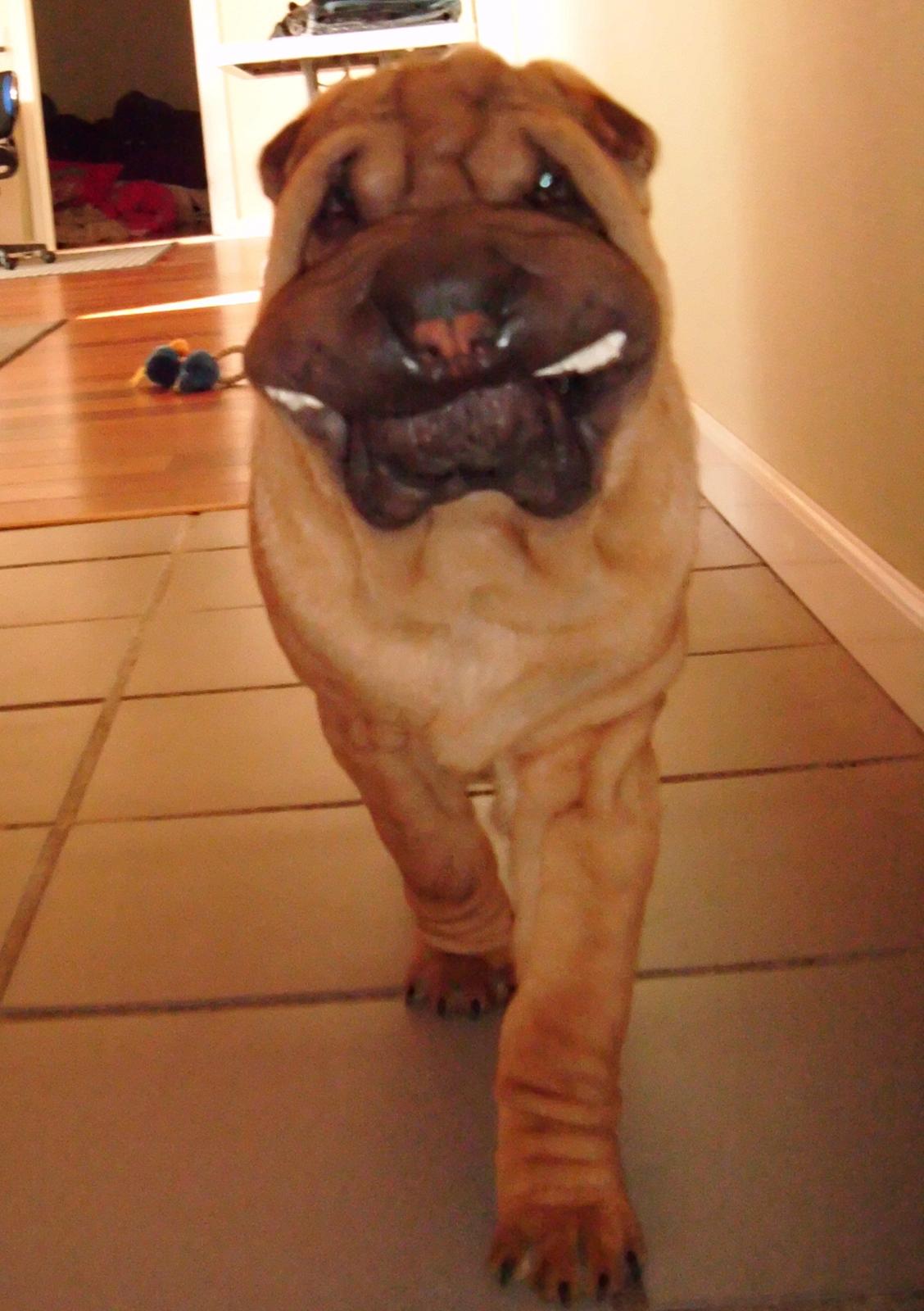 Nemo - The hammerhead shar(K) Pei ;o))  billede 5