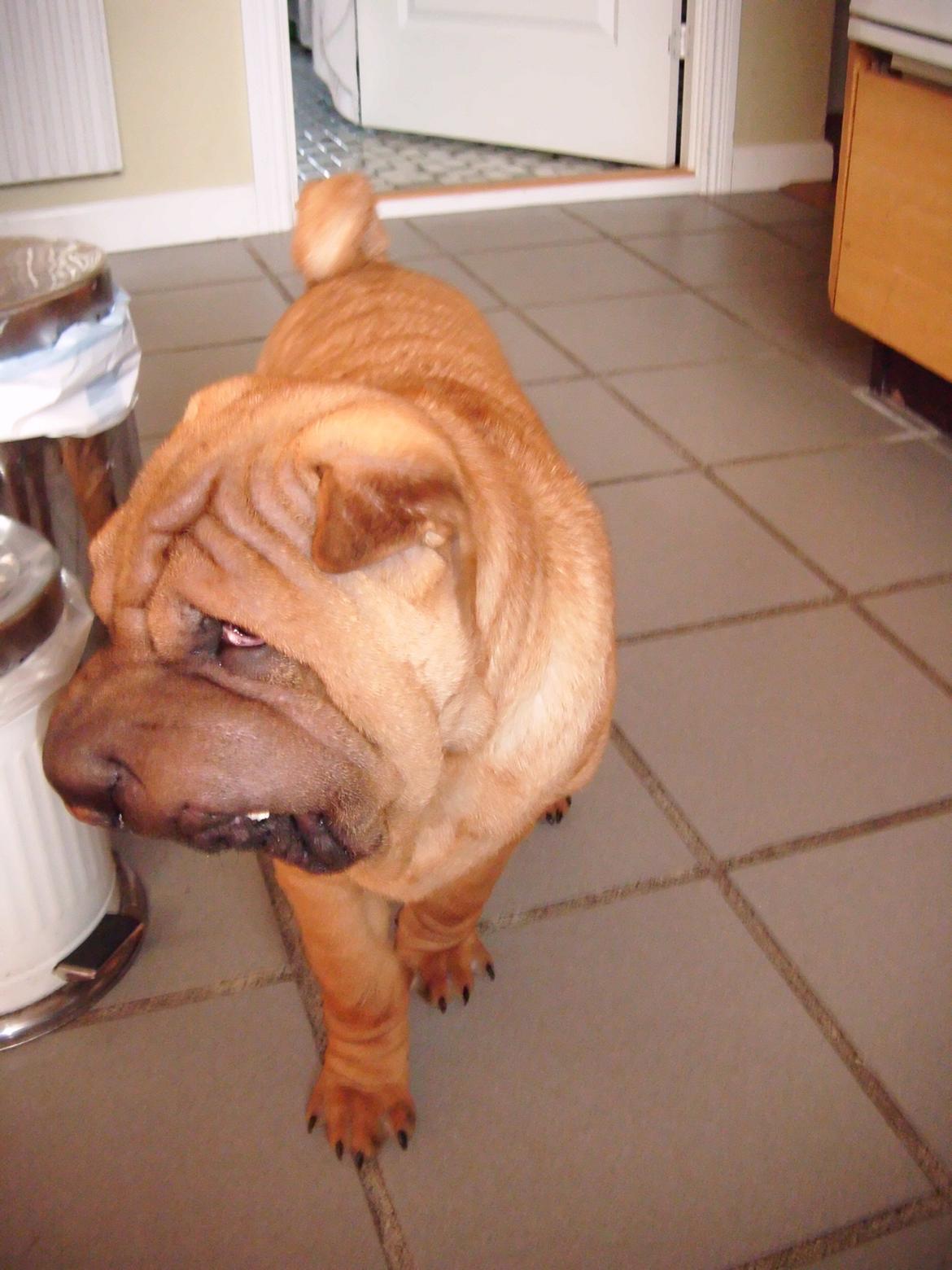 Nemo - The hammerhead shar(K) Pei ;o))  billede 6