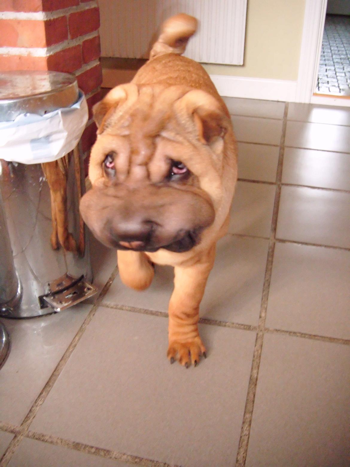 Nemo - The hammerhead shar(K) Pei ;o))  billede 7