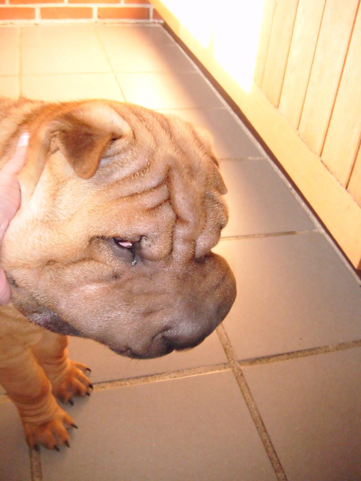 Nemo - The hammerhead shar(K) Pei ;o))  billede 8