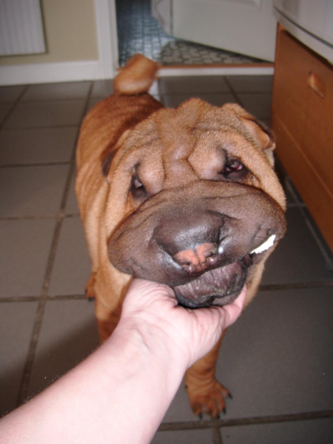 Nemo - The hammerhead shar(K) Pei ;o))  billede 9