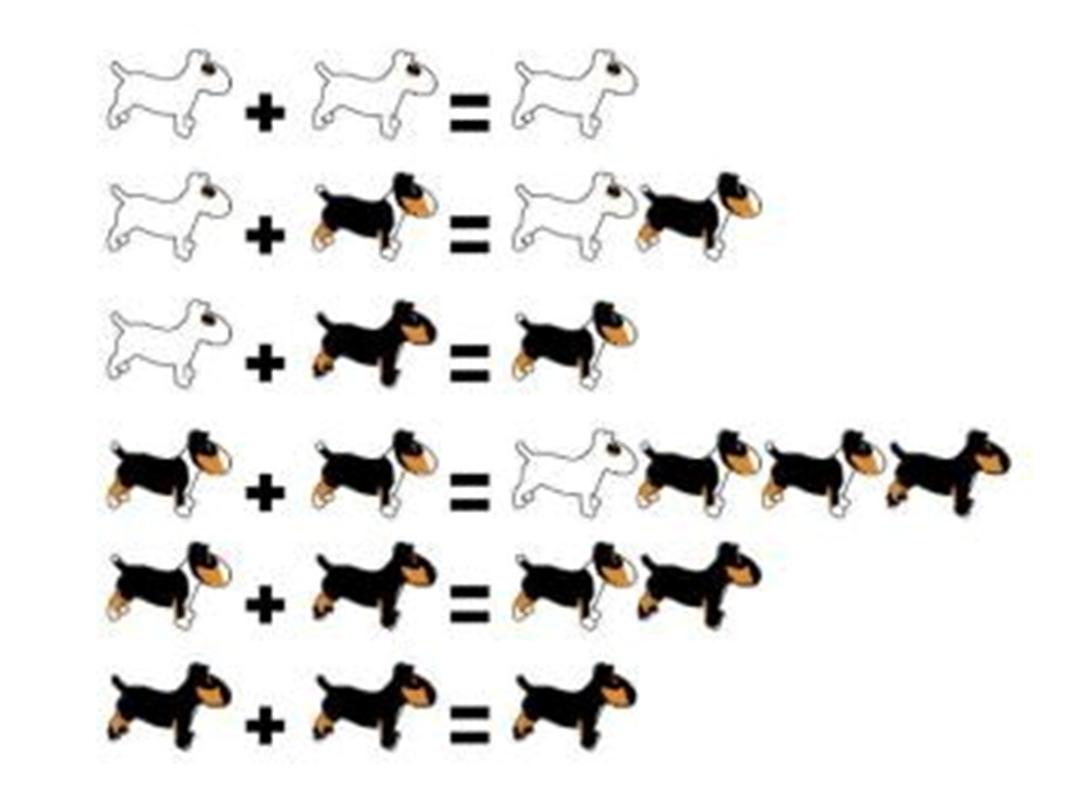 Bull terrier farvegenetik - Off Topic - Uploadet af - med mini bull & malinois *