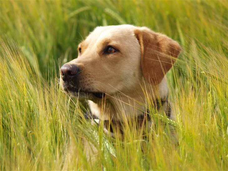 Sally på tur (Fotograf Daniel Nielsen min kæreste) billede 2