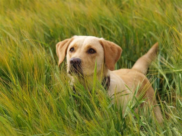 Sally på tur (Fotograf Daniel Nielsen min kæreste) billede 3