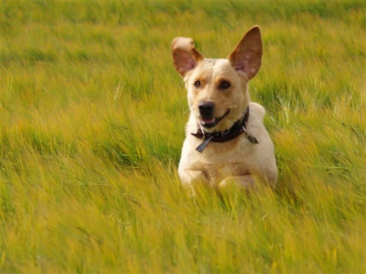 Sally på tur (Fotograf Daniel Nielsen min kæreste) billede 4