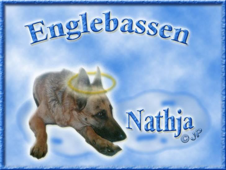 Andres hunde 1 - Engle - Schæferen Nathja som en englebasse :-) billede 16