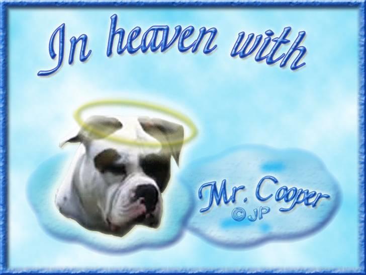 Andres hunde 1 - Engle - Mr. Cooper R.I.P billede 17