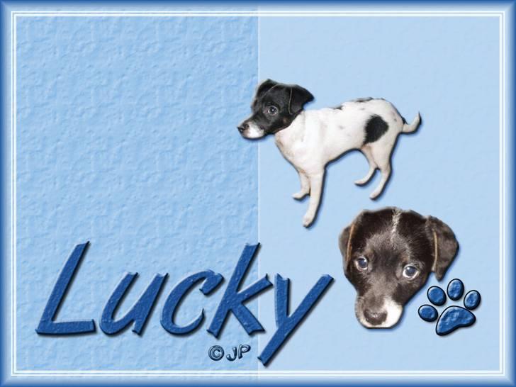 Enkle og søde wallpapers - Lucky billede 2