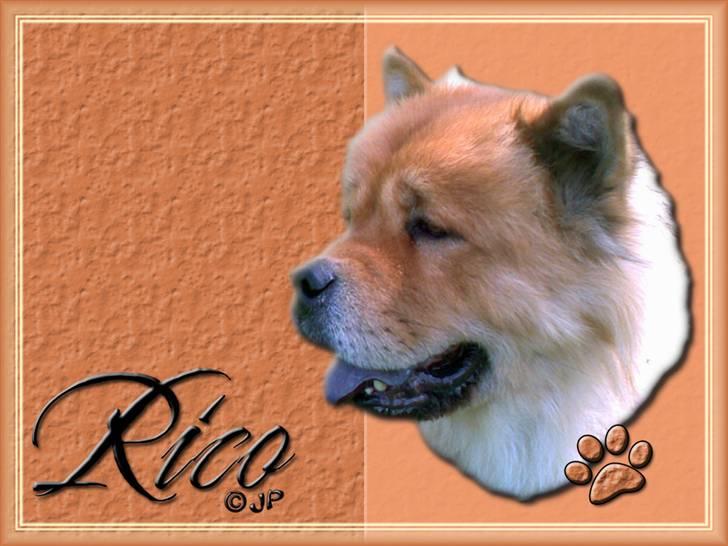 Enkle og søde wallpapers - Min egen Rico basse billede 1