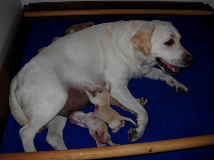 {{currentPhoto.altText}} billede {{currentPhoto.number}}