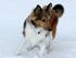 Tyggegummi i øre sheltie