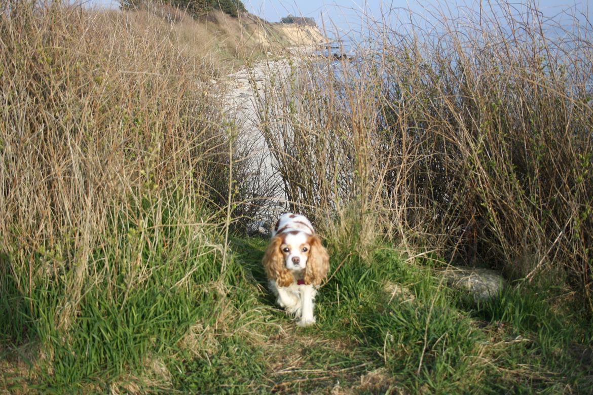 På Bjørnebæk strand med min Angel billede 1