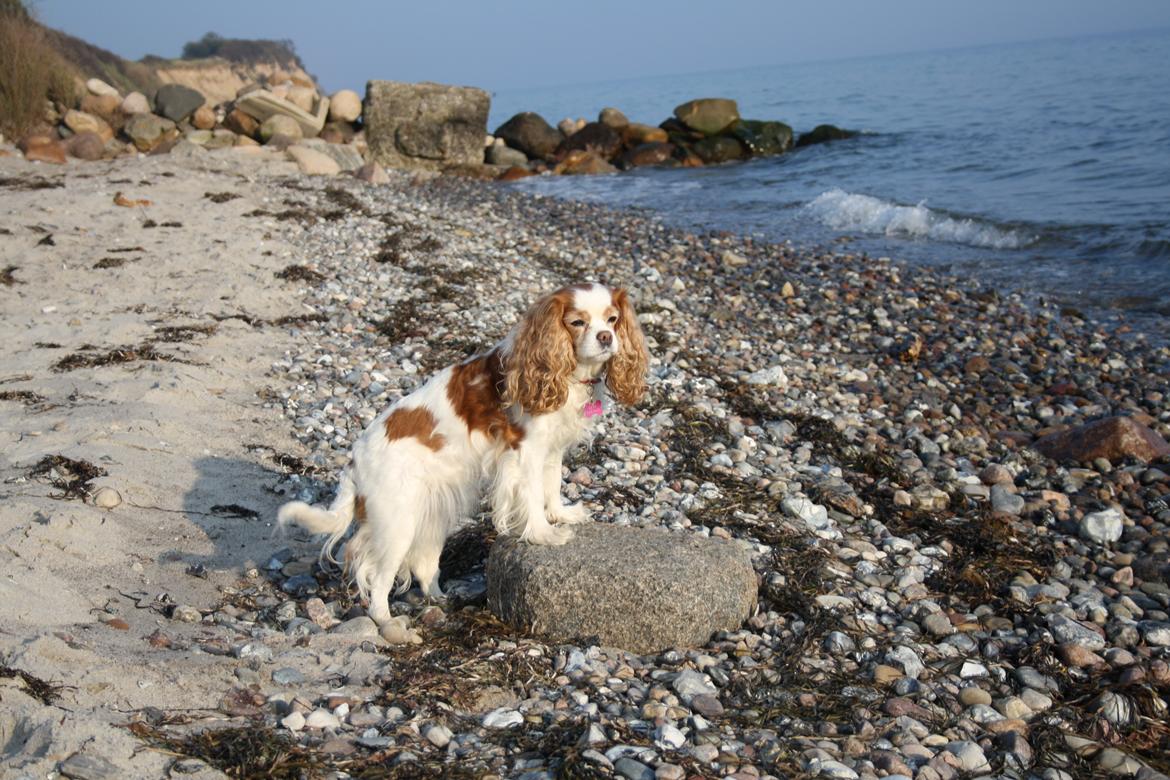 På Bjørnebæk strand med min Angel billede 2