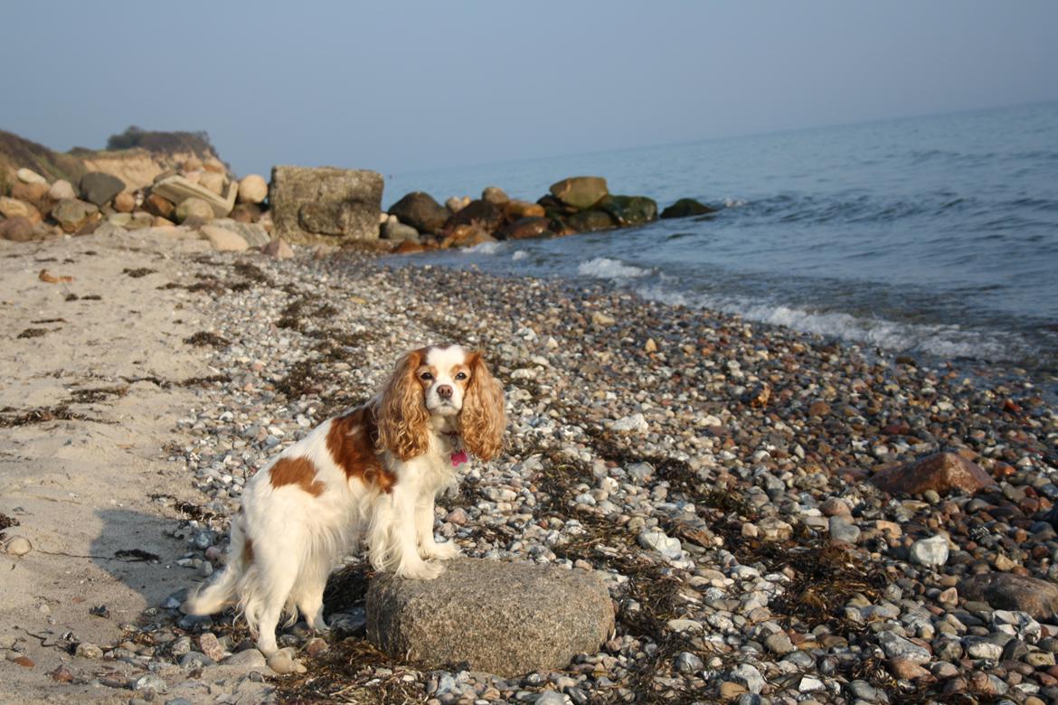 På Bjørnebæk strand med min Angel billede 3