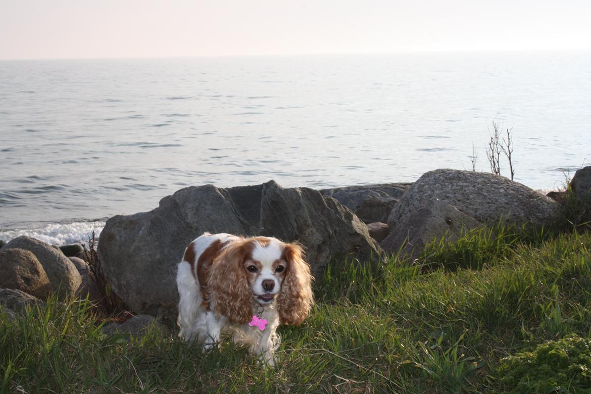 På Bjørnebæk strand med min Angel billede 6