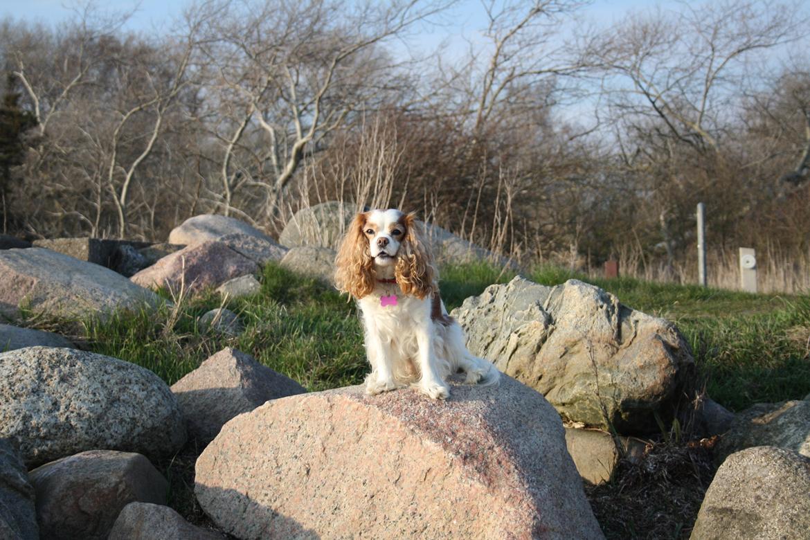 På Bjørnebæk strand med min Angel billede 7