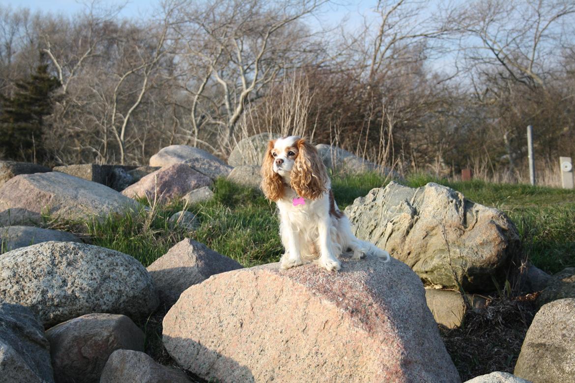 På Bjørnebæk strand med min Angel billede 8