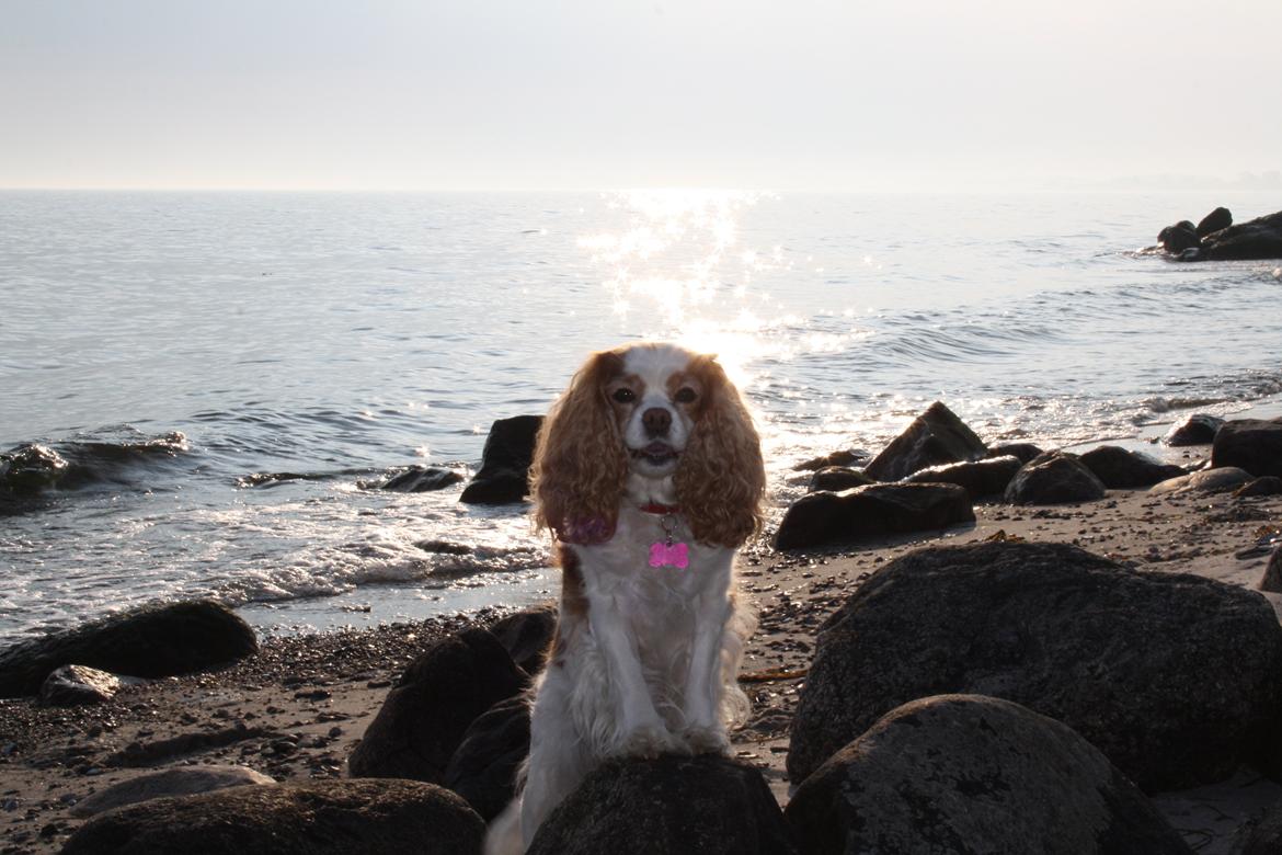 På Bjørnebæk strand med min Angel billede 9