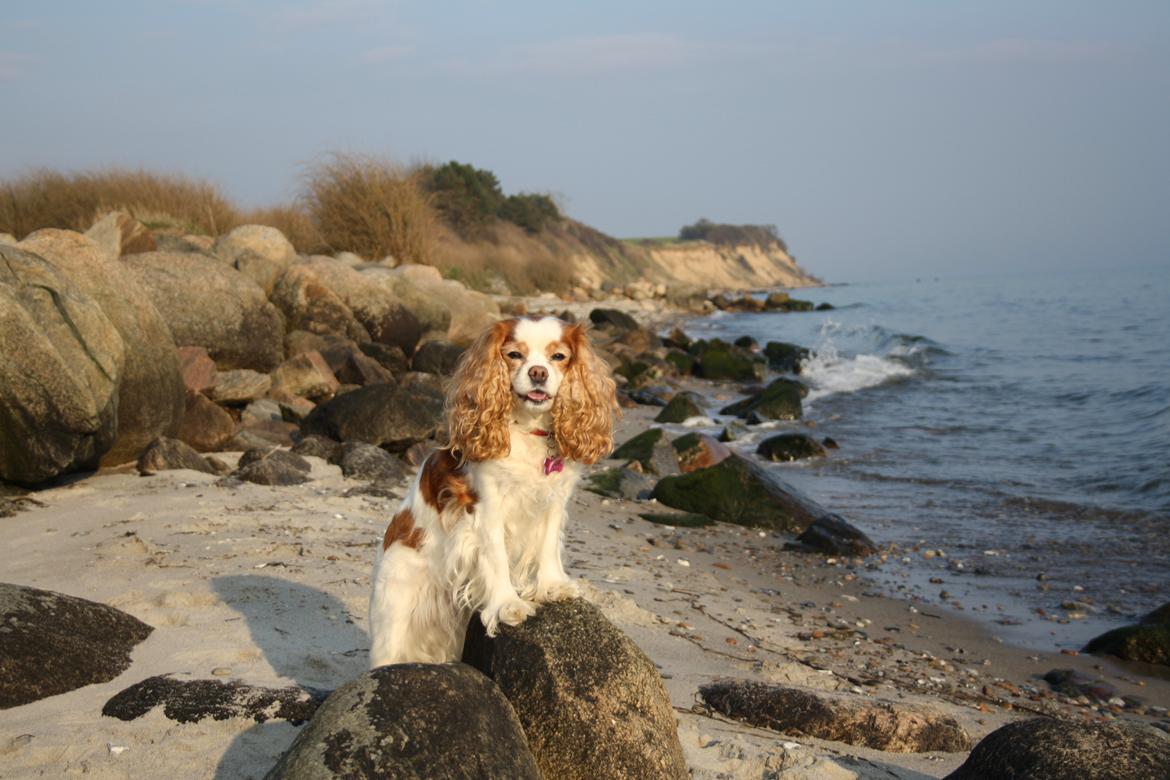På Bjørnebæk strand med min Angel billede 10