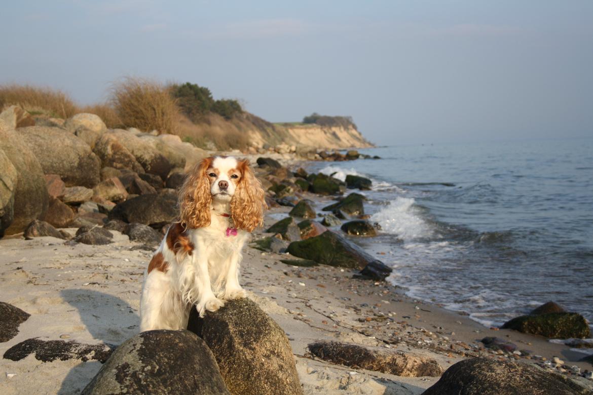På Bjørnebæk strand med min Angel billede 11