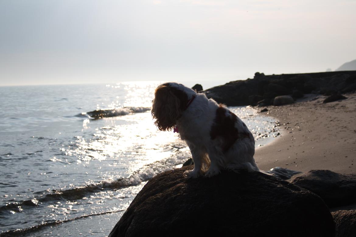 På Bjørnebæk strand med min Angel billede 12