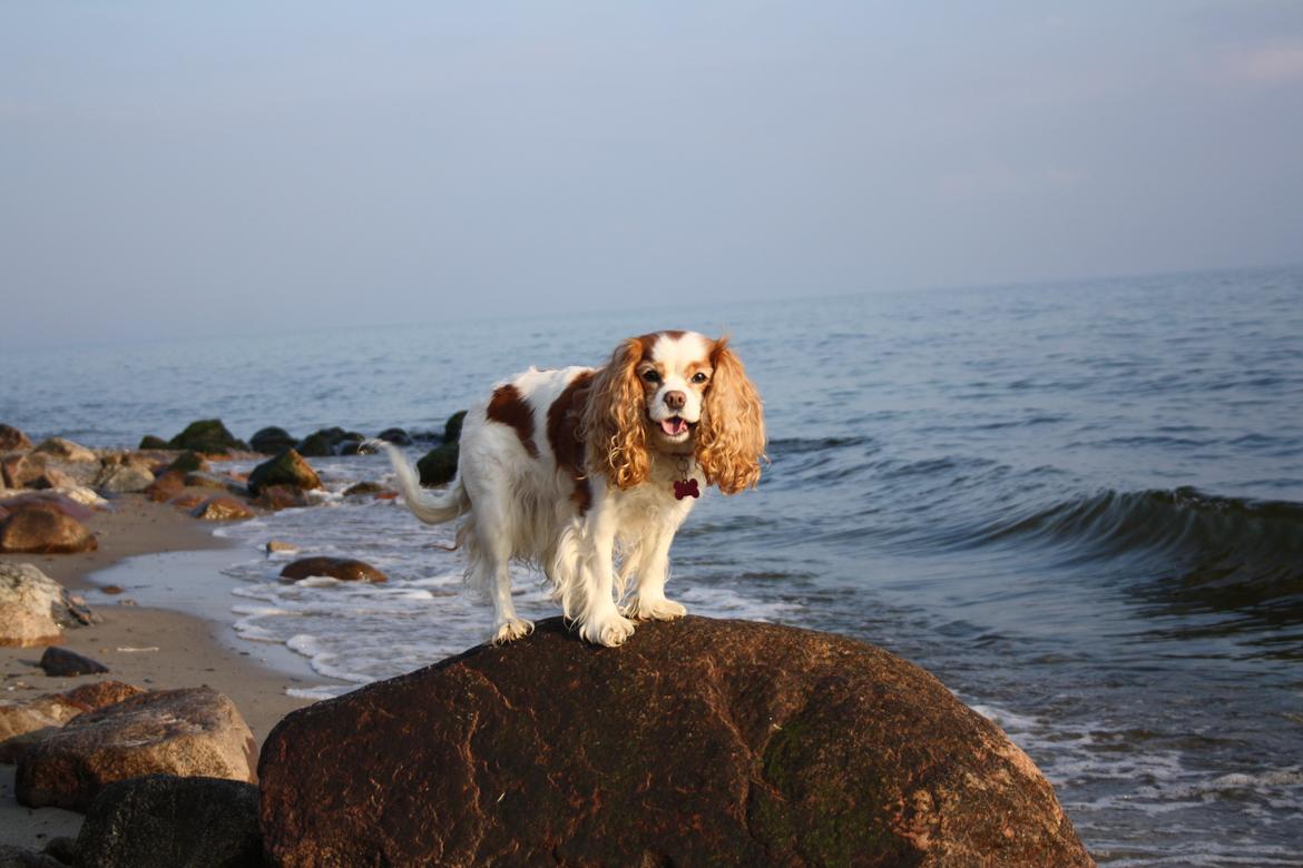 På Bjørnebæk strand med min Angel billede 13