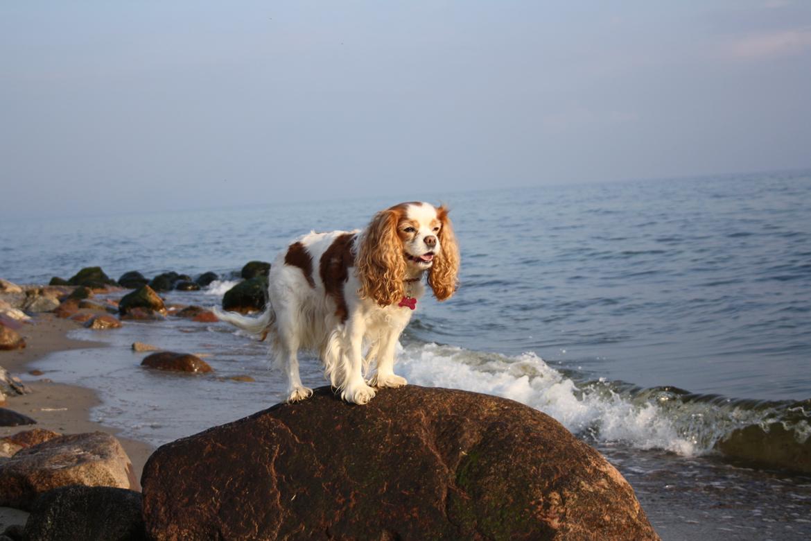 På Bjørnebæk strand med min Angel billede 14