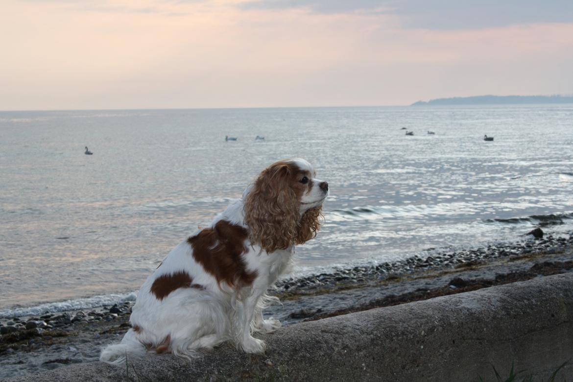 På Bjørnebæk strand med min Angel billede 15