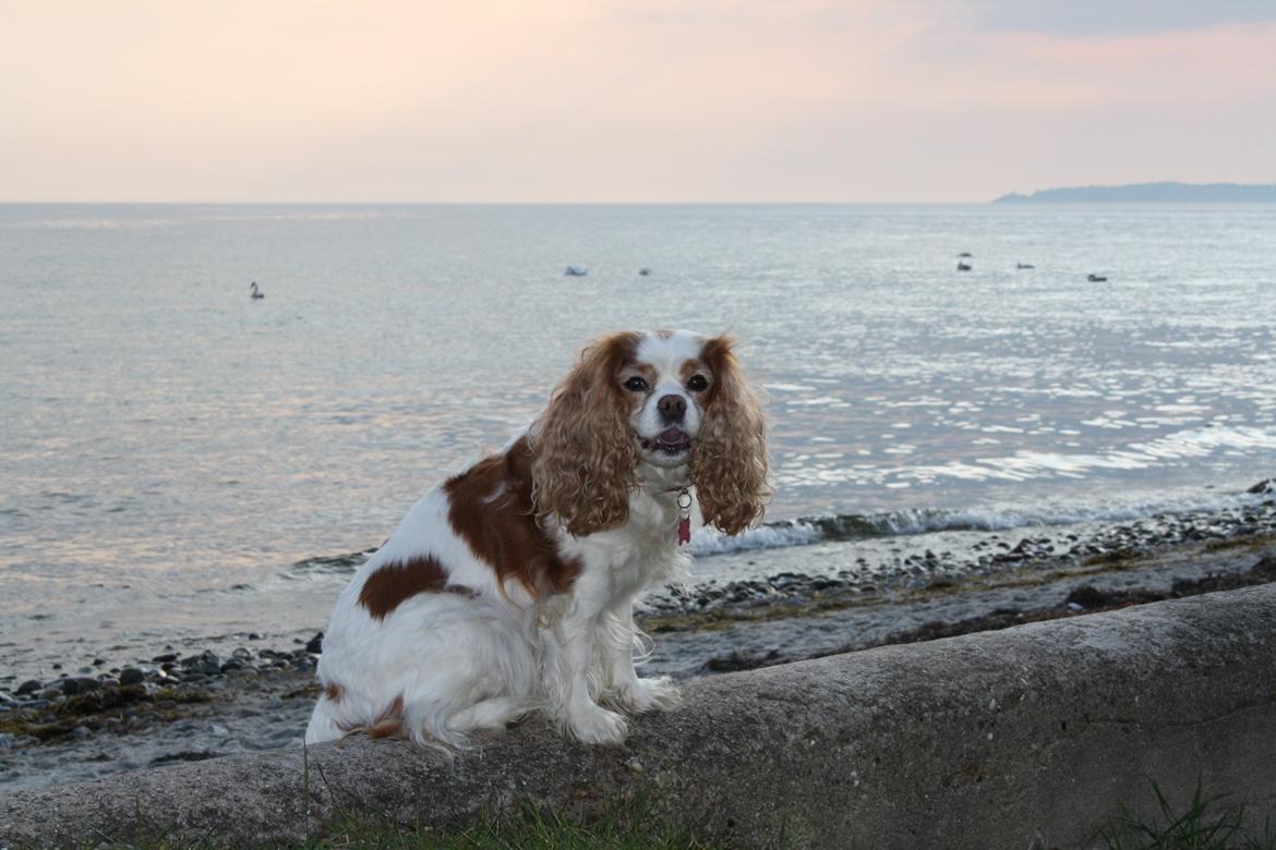På Bjørnebæk strand med min Angel billede 16