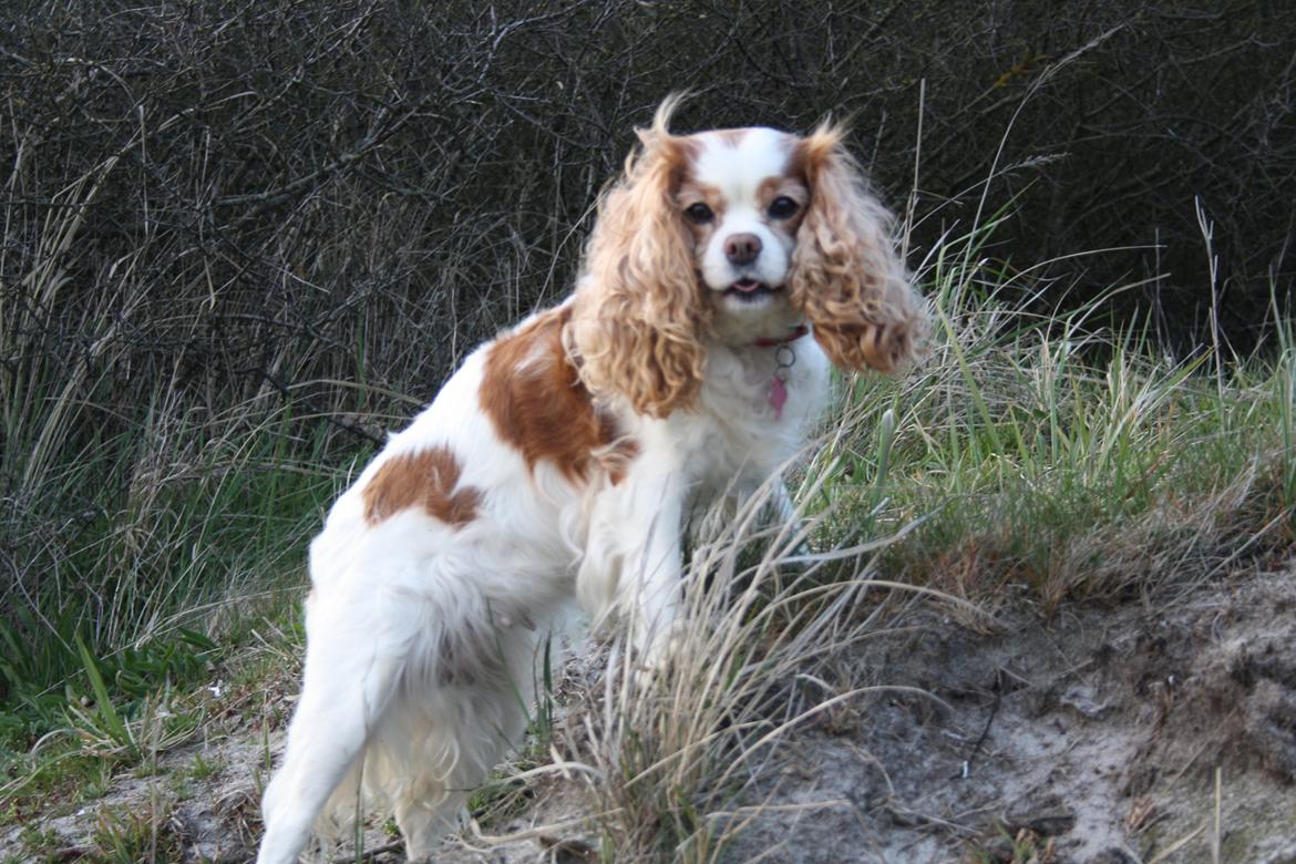 På Bjørnebæk strand med min Angel billede 17