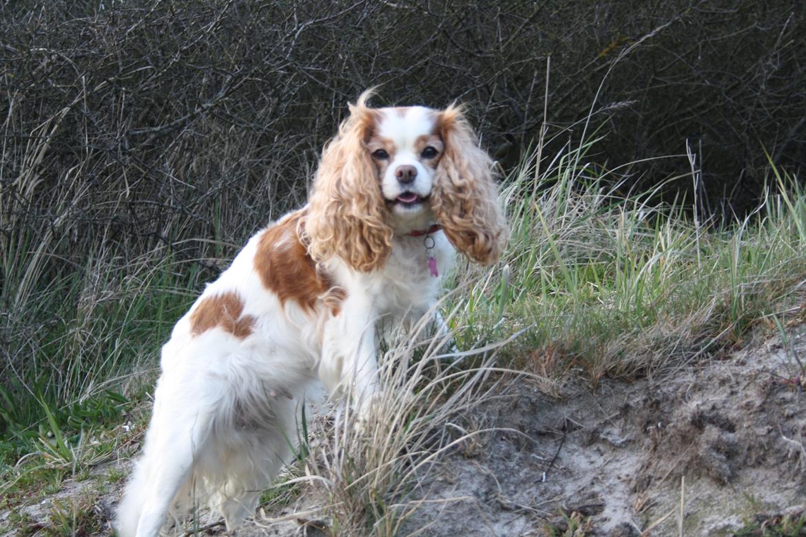 På Bjørnebæk strand med min Angel billede 18