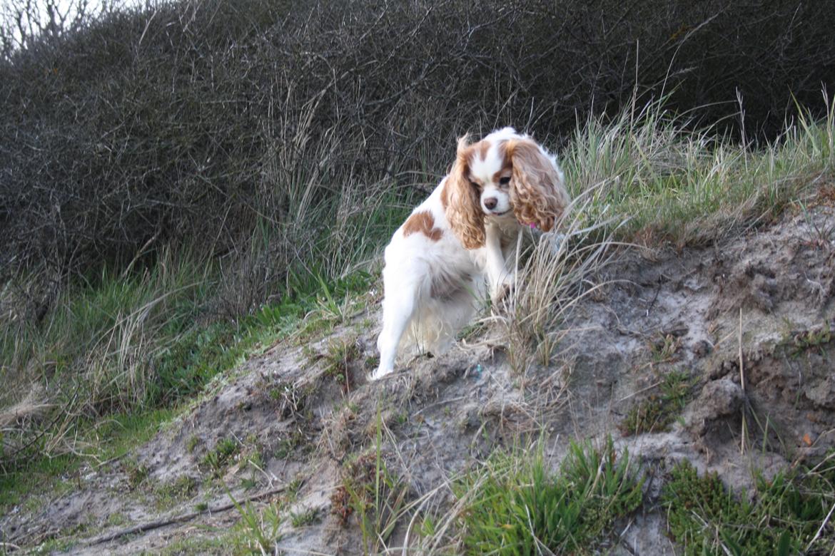 På Bjørnebæk strand med min Angel billede 19