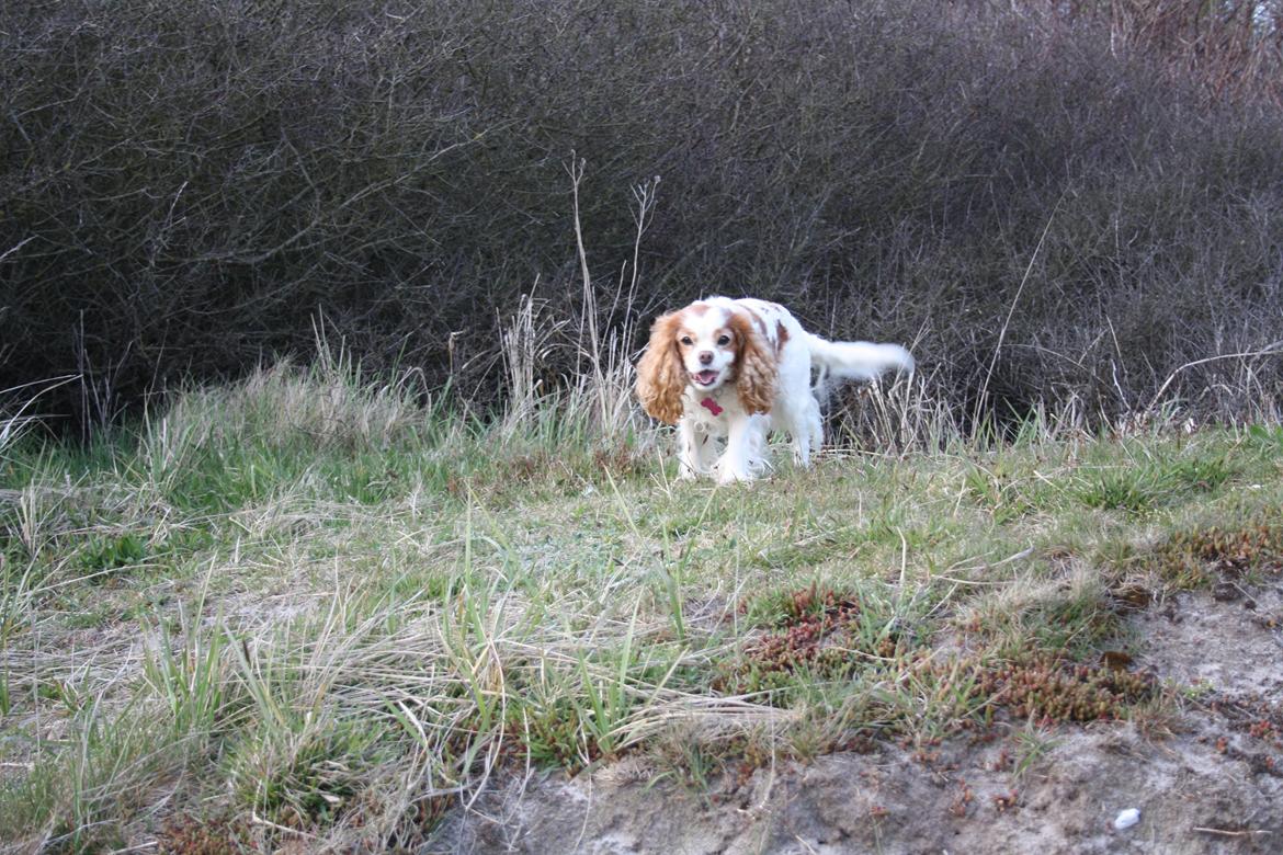 På Bjørnebæk strand med min Angel billede 20