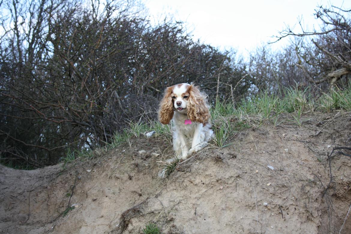 På Bjørnebæk strand med min Angel - Angel på en skrænt. billede 21