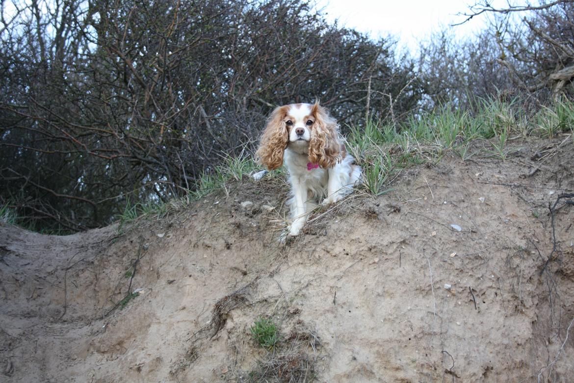 På Bjørnebæk strand med min Angel billede 22