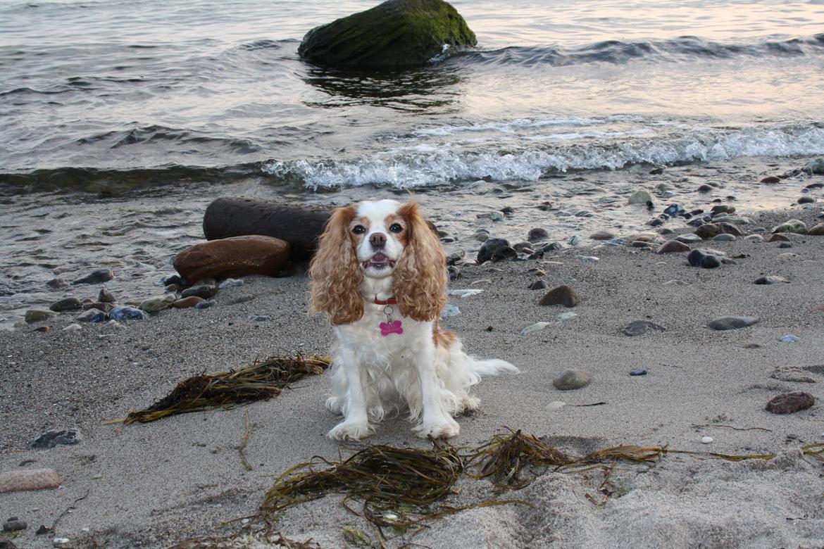 På Bjørnebæk strand med min Angel billede 23