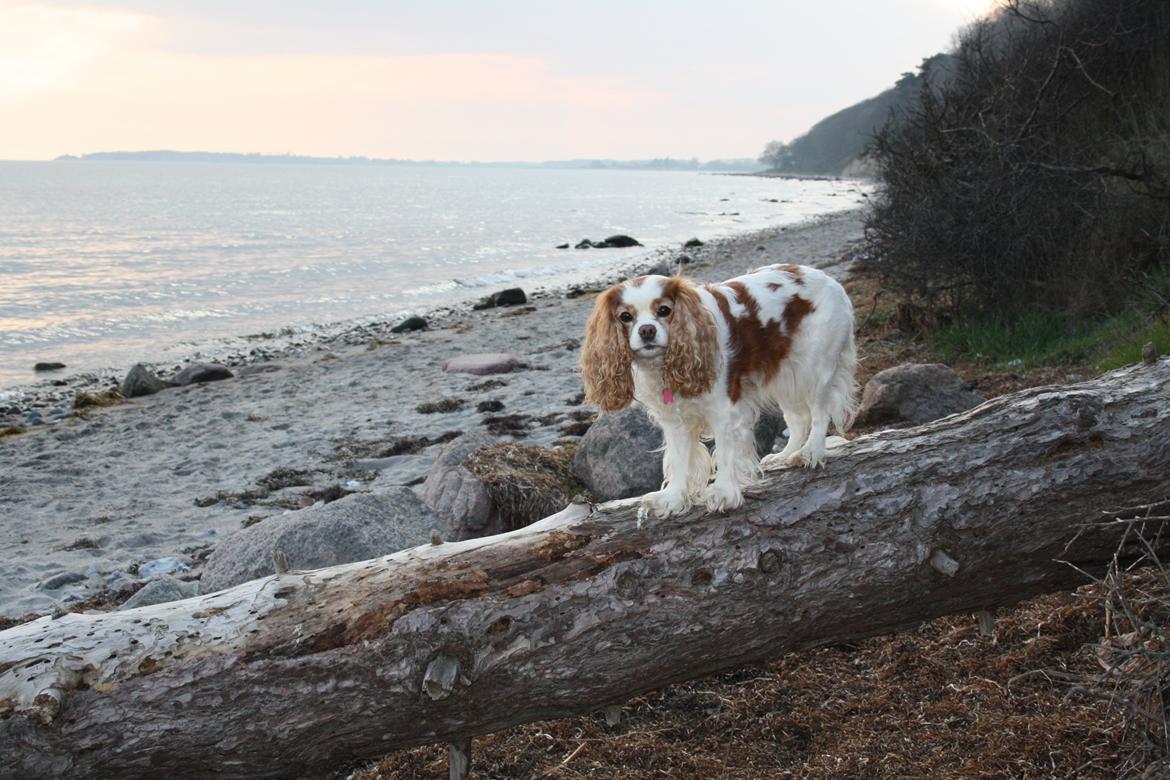 På Bjørnebæk strand med min Angel billede 24