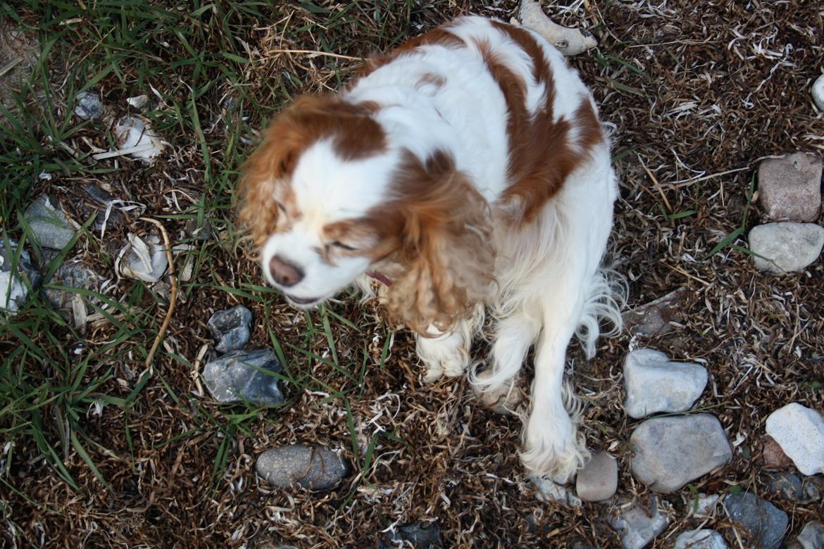 På Bjørnebæk strand med min Angel billede 25