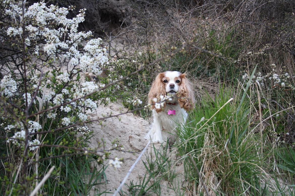 På Bjørnebæk strand med min Angel billede 26