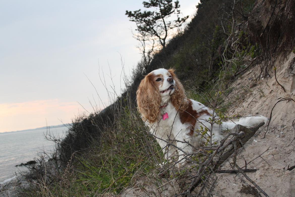 På Bjørnebæk strand med min Angel billede 27