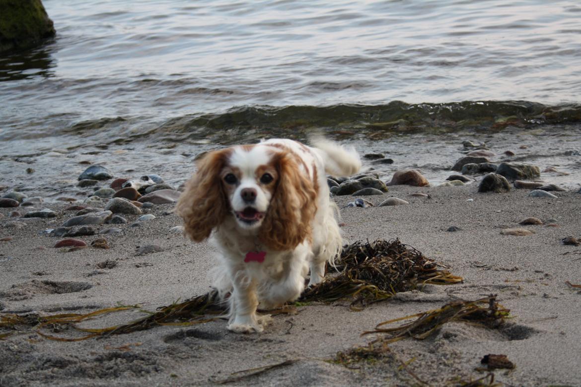 På Bjørnebæk strand med min Angel billede 28