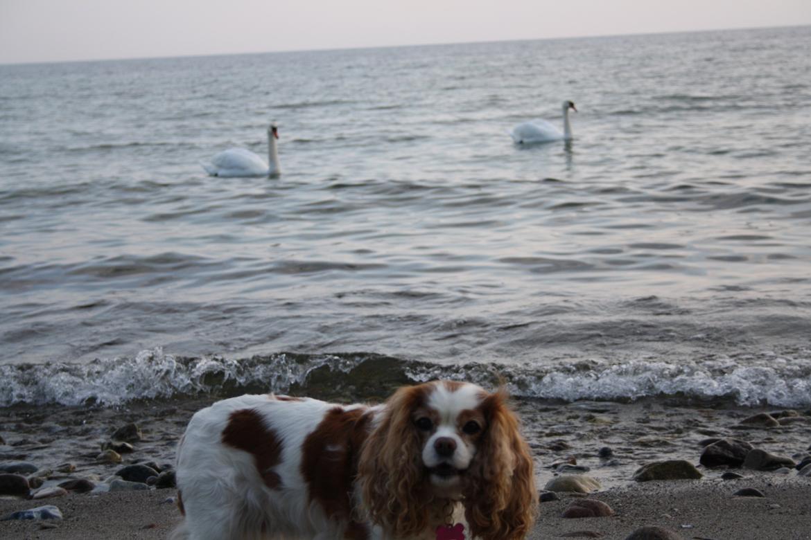 På Bjørnebæk strand med min Angel billede 29